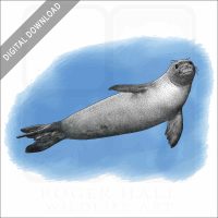 Hawaiian Monk Seal stock image