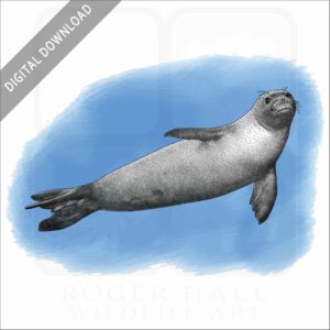 Hawaiian Monk Seal stock image