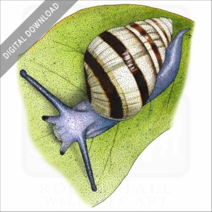 Hawaiian Tree Snail stock image