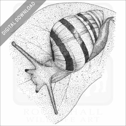 Hawaiian Tree Snail