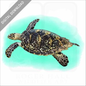 Hawksbill Sea Turtle stock art illustration
