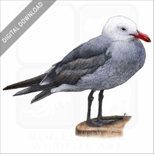 Heermann's Gull stock image