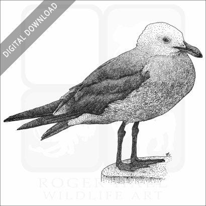 Heermann's Gull