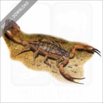 Hentz Striped Scorpion stock image