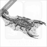 Hentz Striped Scorpion