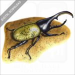 Hercules Beetle stock image
