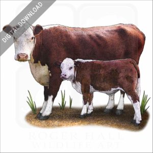 Hereford Cow and Calf stock image