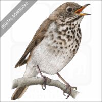 Hermit Thrush stock image