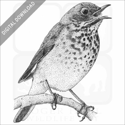 Hermit Thrush