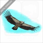 Himalayan Griffon Vulture stock image