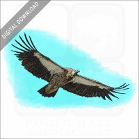 Himalayan Griffon Vulture stock image