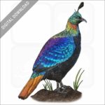 Himalayan Monal stock image