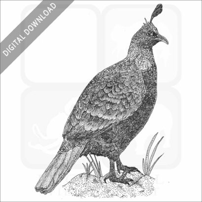 Himalayan Monal