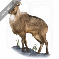Himalayan Tahr stock image