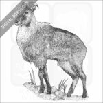 Himalayan Tahr
