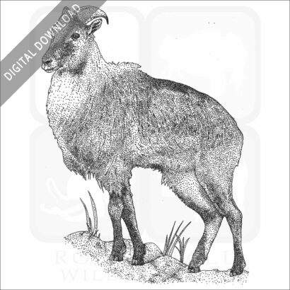 Himalayan Tahr