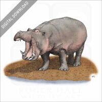 Hippopotamus stock image