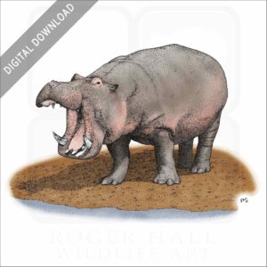 Hippopotamus stock image