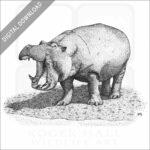 Hippopotamus