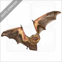 Hoary Bat stock image