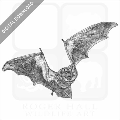 Hoary Bat