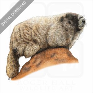 Hoary Marmot stock image