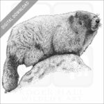 Hoary Marmot