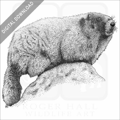 Hoary Marmot
