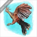 Hoatzin stock image