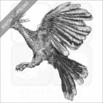 Hoatzin