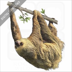 Hoffmann's Two-Toed Sloth stock image