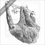 Hoffmann's Two-Toed Sloth