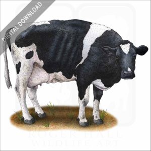 Holstein Cow stock image