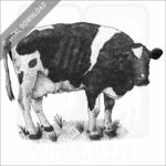 Holstein Cow