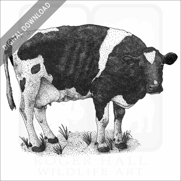 Holstein Cow