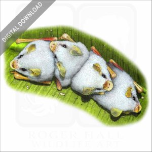 Honduran White Bats stock image