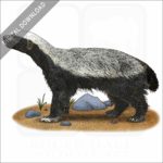 Honey Badger stock image
