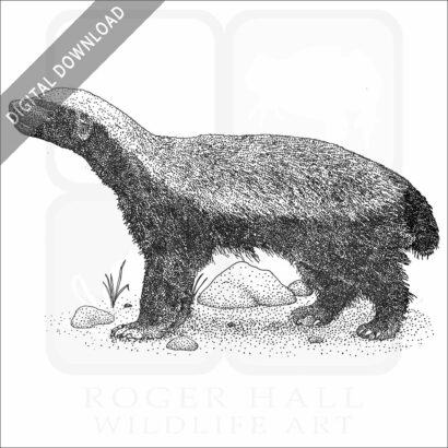 Honey Badger