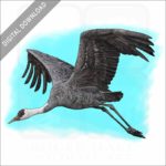 Hooded Crane stock image