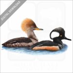 Hooded Mergansers stock image