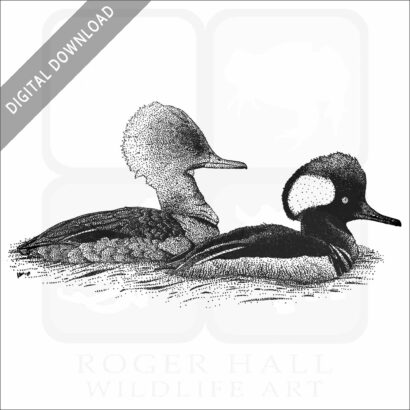 Hooded Mergansers