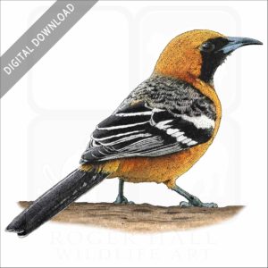 Hooded Oriole stock image