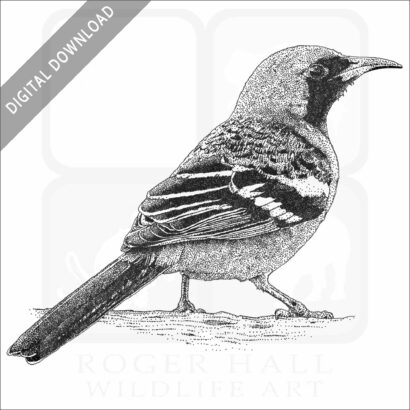Hooded Oriole