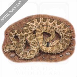 Hopi Rattlesnake stock image