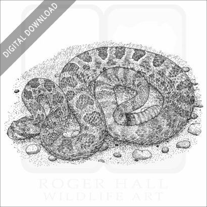Hopi Rattlesnake