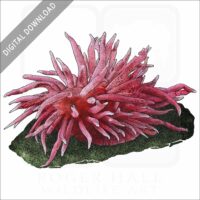 Hopkin's Rose Nudibranch stock image