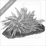 Hopkin's Rose Nudibranch