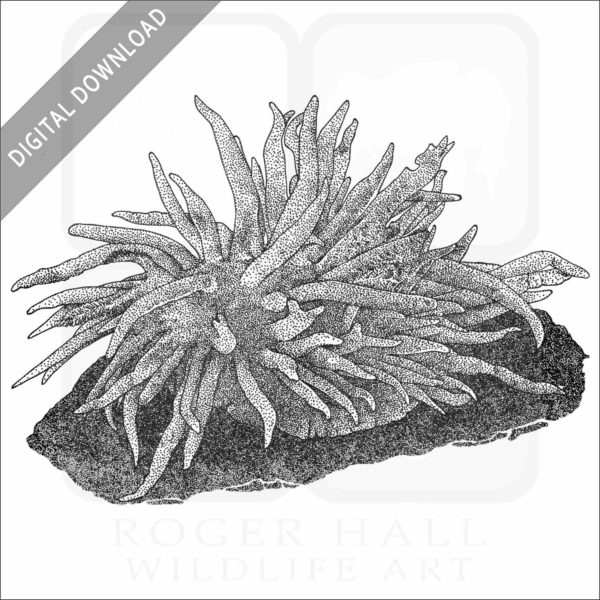 Hopkin's Rose Nudibranch