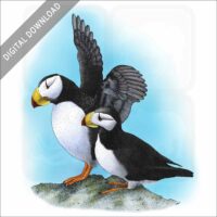 Horned Puffins stock image