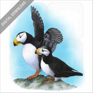 Horned Puffins stock image